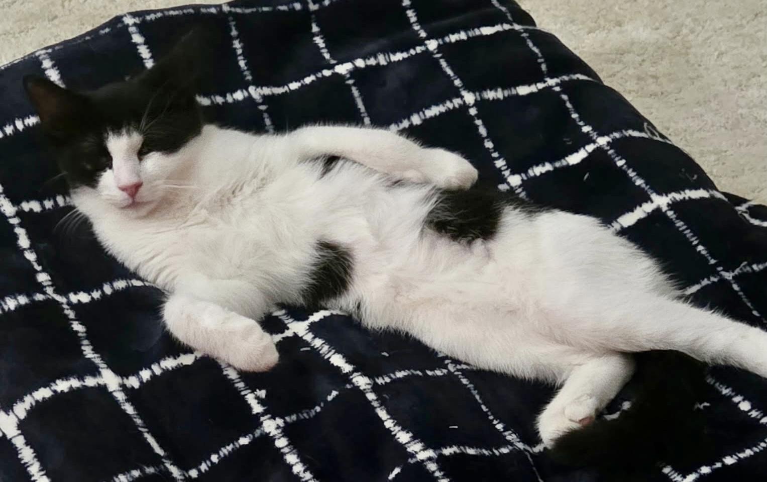 Enlarge Puffin, a ADOPTABLE mixed breed in Red Bank, NJ image 3/5