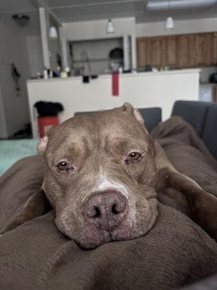 Enlarge Zura, a Adoptable Mixed Breed in West Chester, PA image 2/3