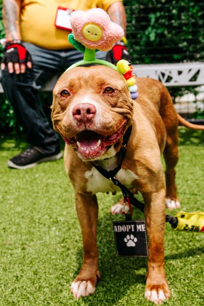 Enlarge Zura, a Adoptable Mixed Breed in West Chester, PA image 3/4