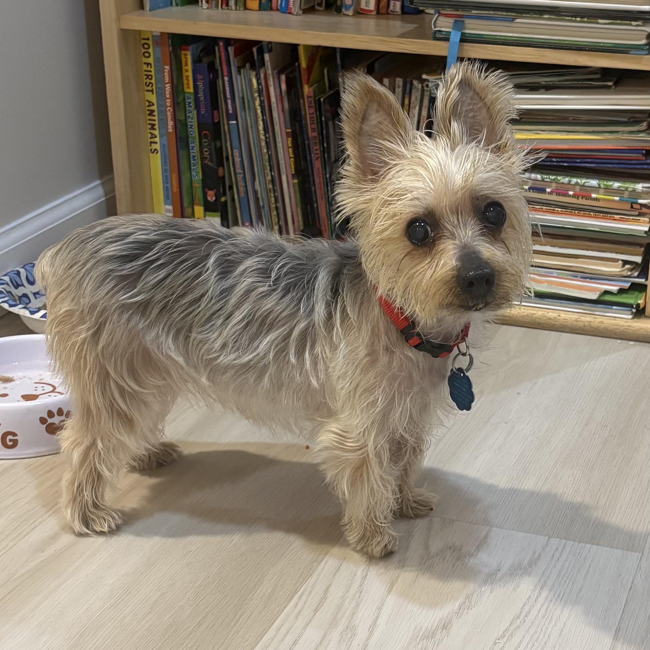 Sophie, an adoption pending Yorkshire Terrier in Chatham, NJ image 1/5