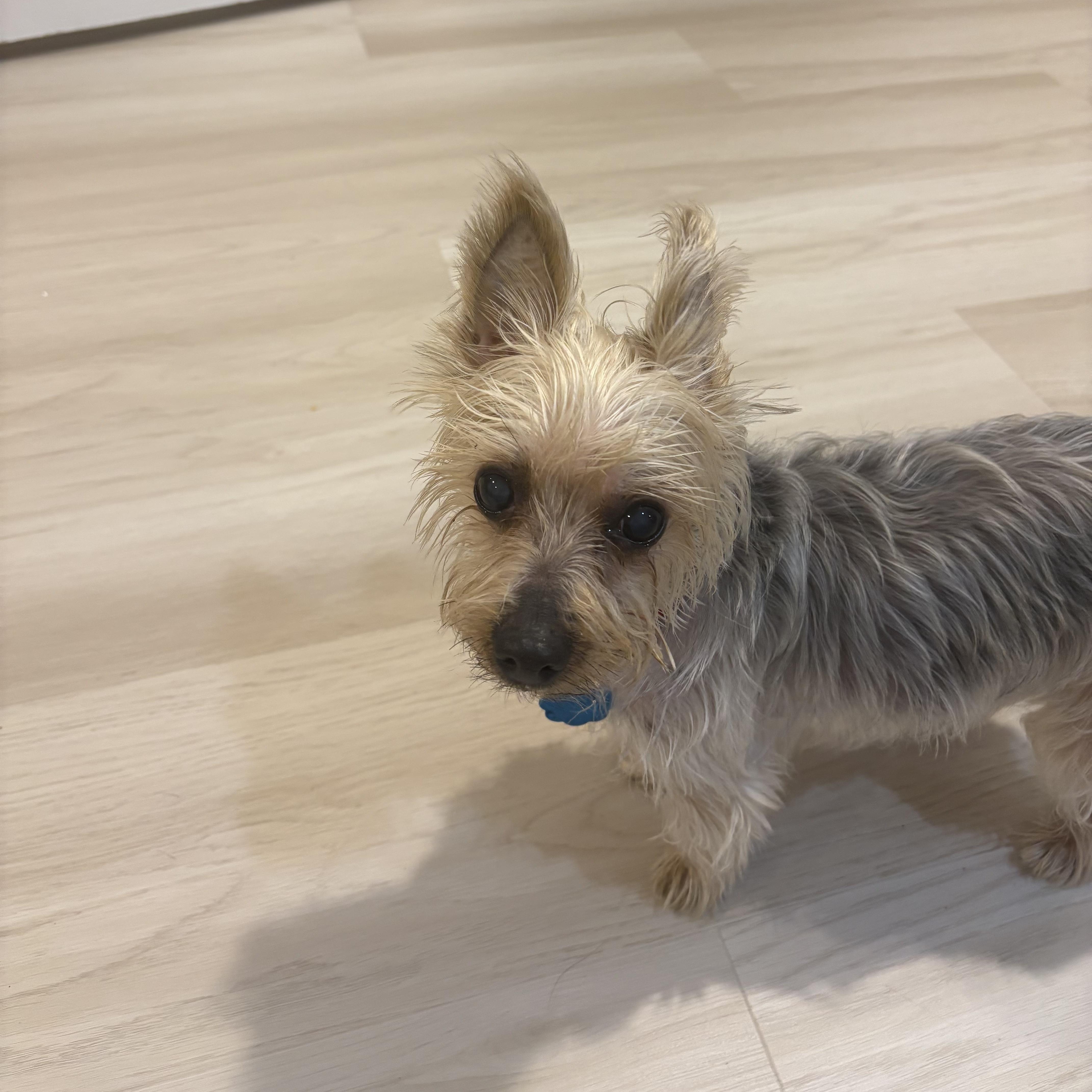 Sophie, an adoption pending Yorkshire Terrier in Chatham, NJ image 4/5