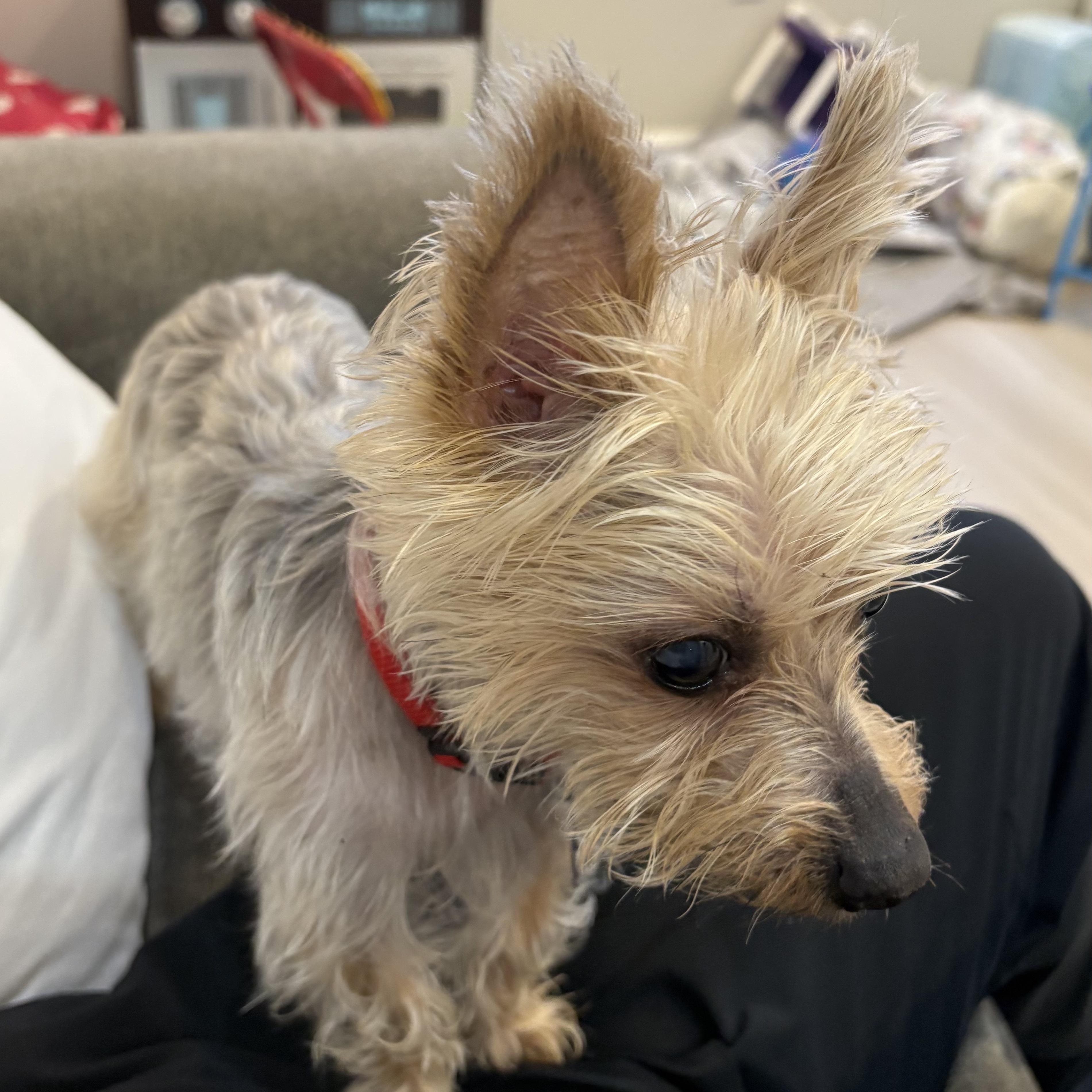Sophie, an adoption pending Yorkshire Terrier in Chatham, NJ image 3/5