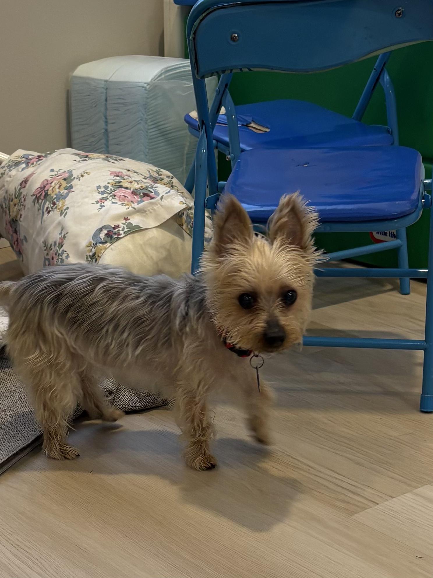 Sophie, an adoption pending Yorkshire Terrier in Chatham, NJ image 5/5