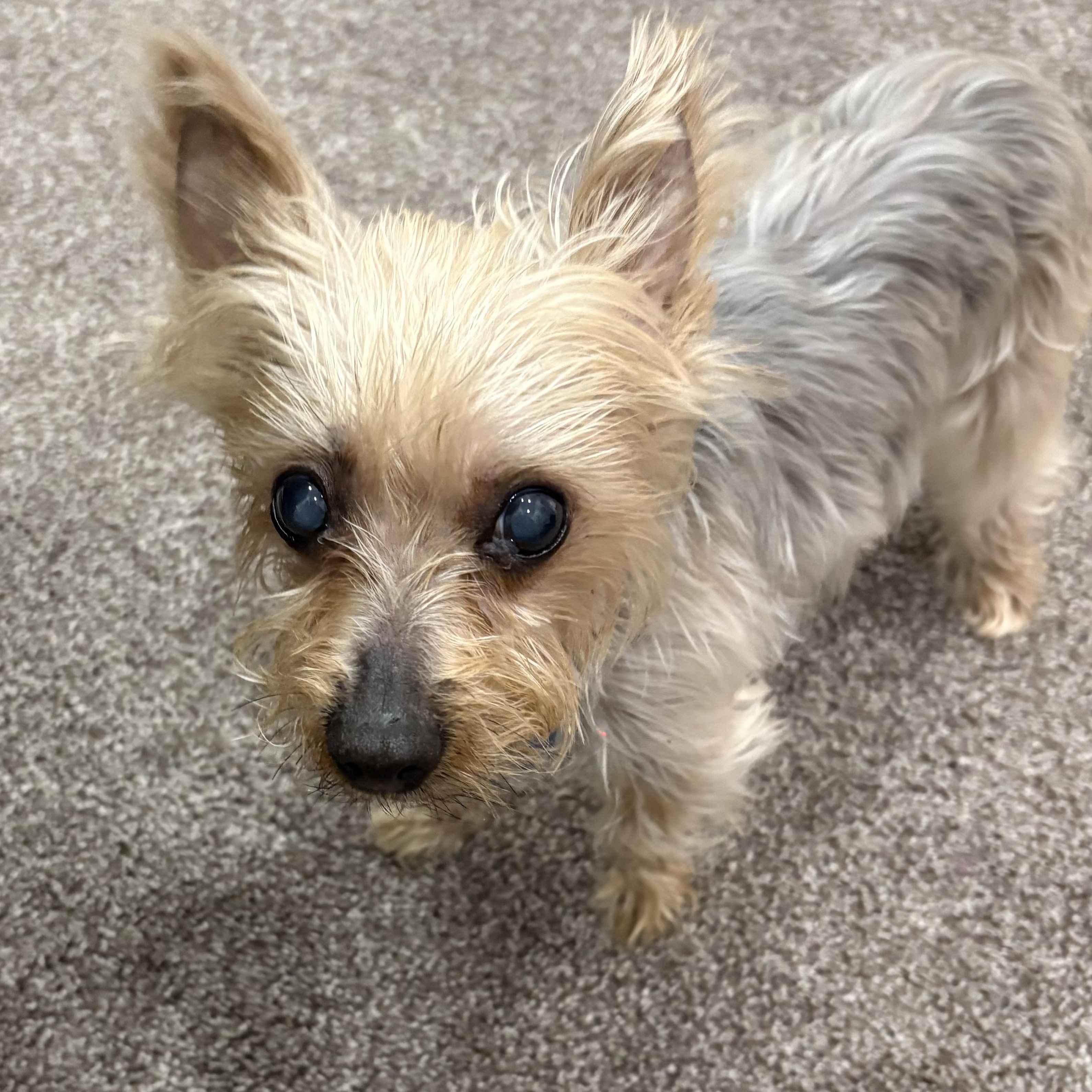 Sophie, an adoption pending Yorkshire Terrier in Chatham, NJ image 2/5