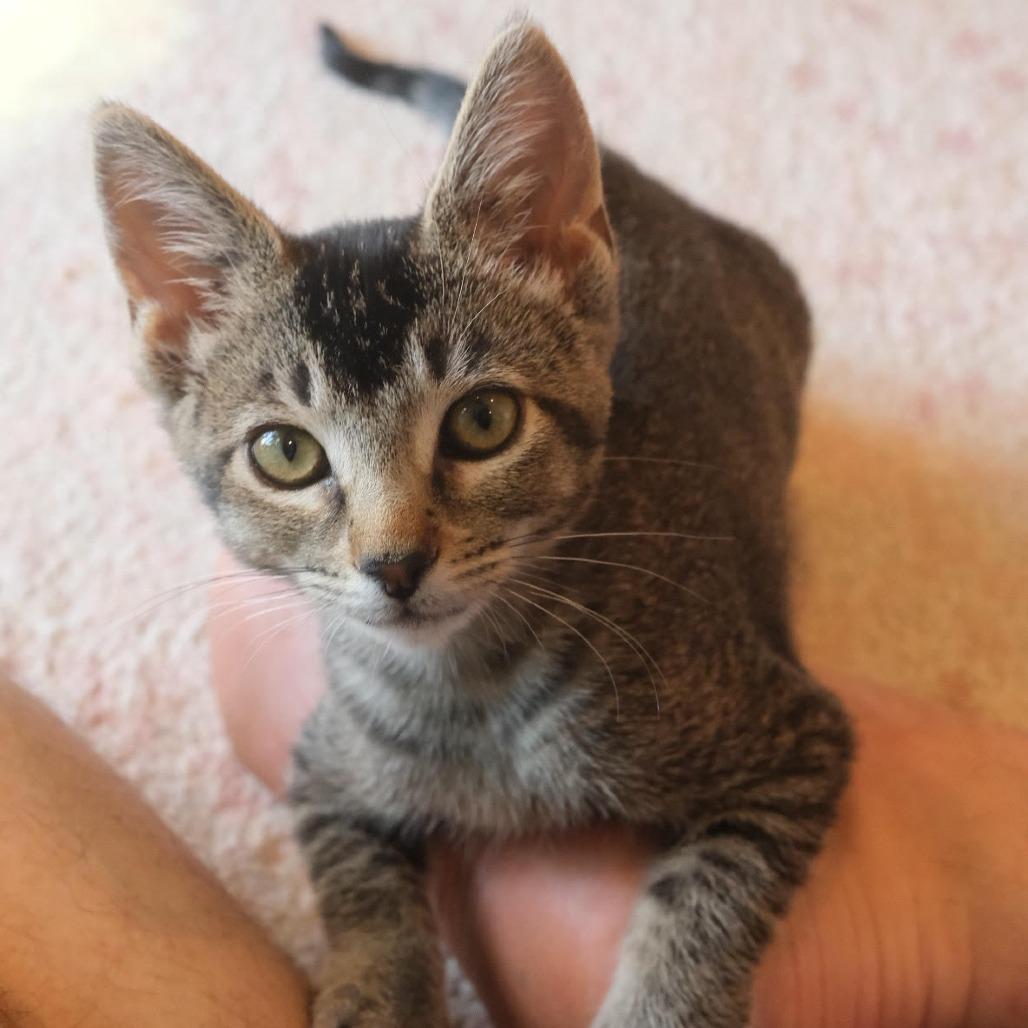 Rose — thumbnail 2