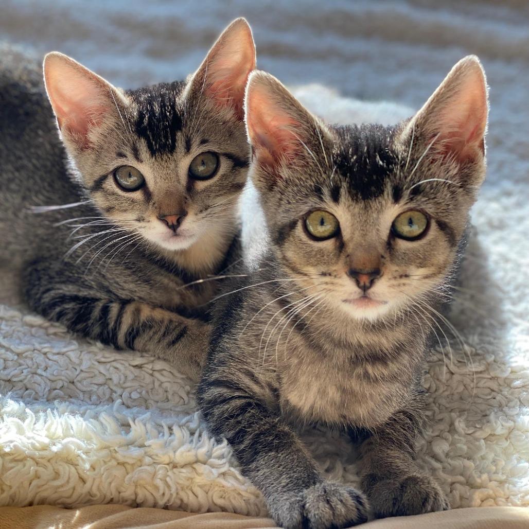 Rose — thumbnail 3