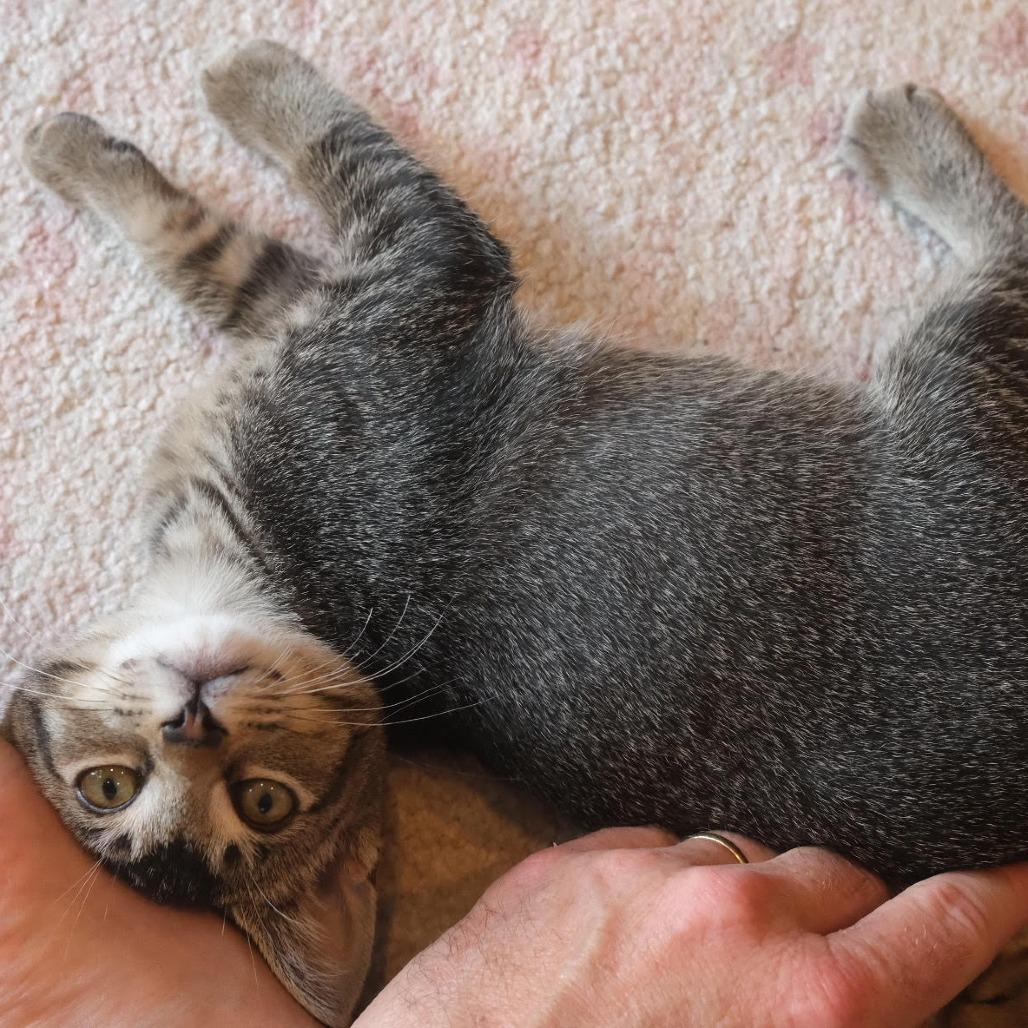 Rose — thumbnail 4