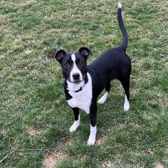 Miggs, an adoptable Mixed Breed in Watertown, WI, 53094 | Photo Image 4
