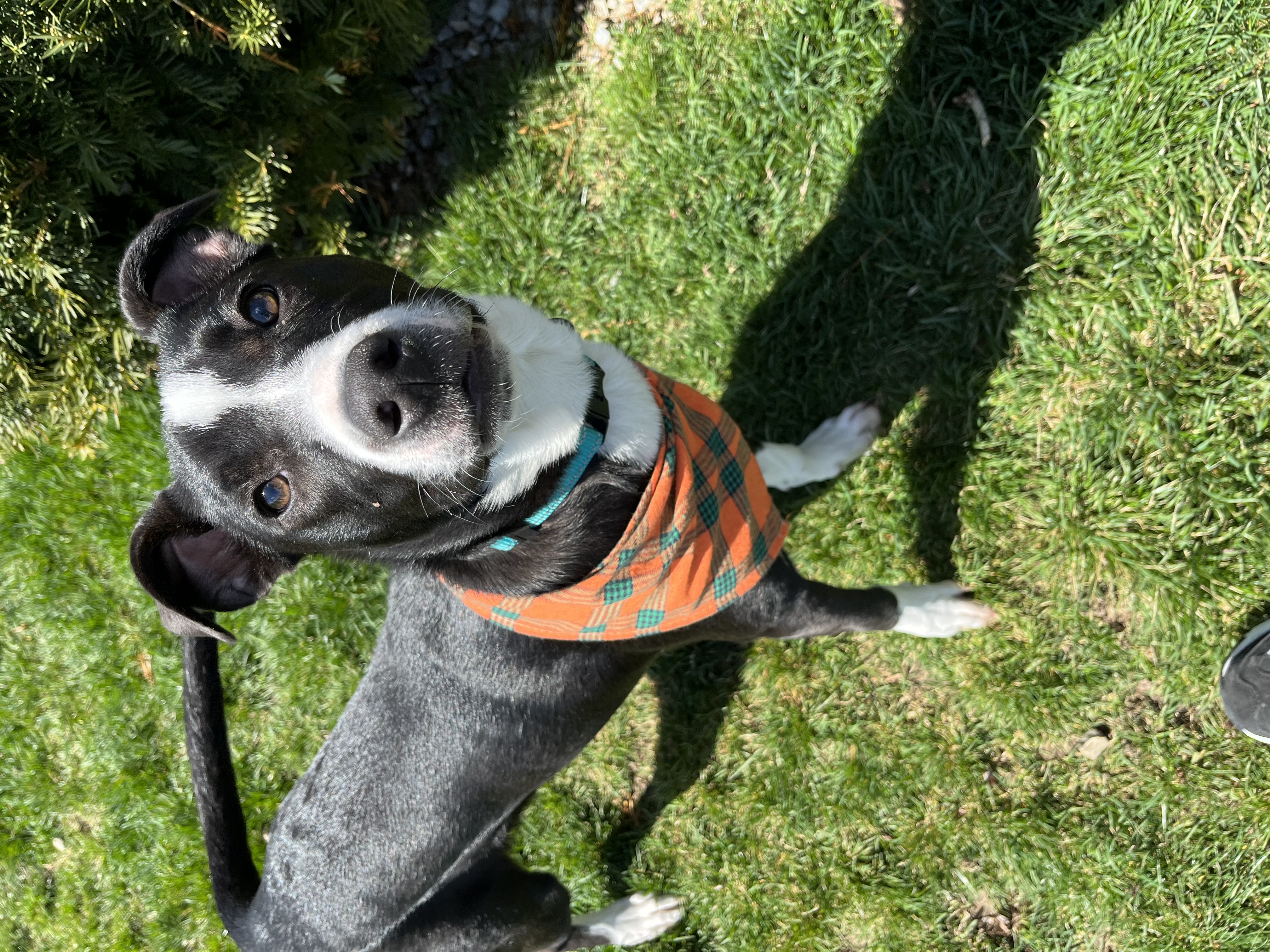 Miggs, an adoptable Mixed Breed in Watertown, WI, 53094 | Photo Image 3