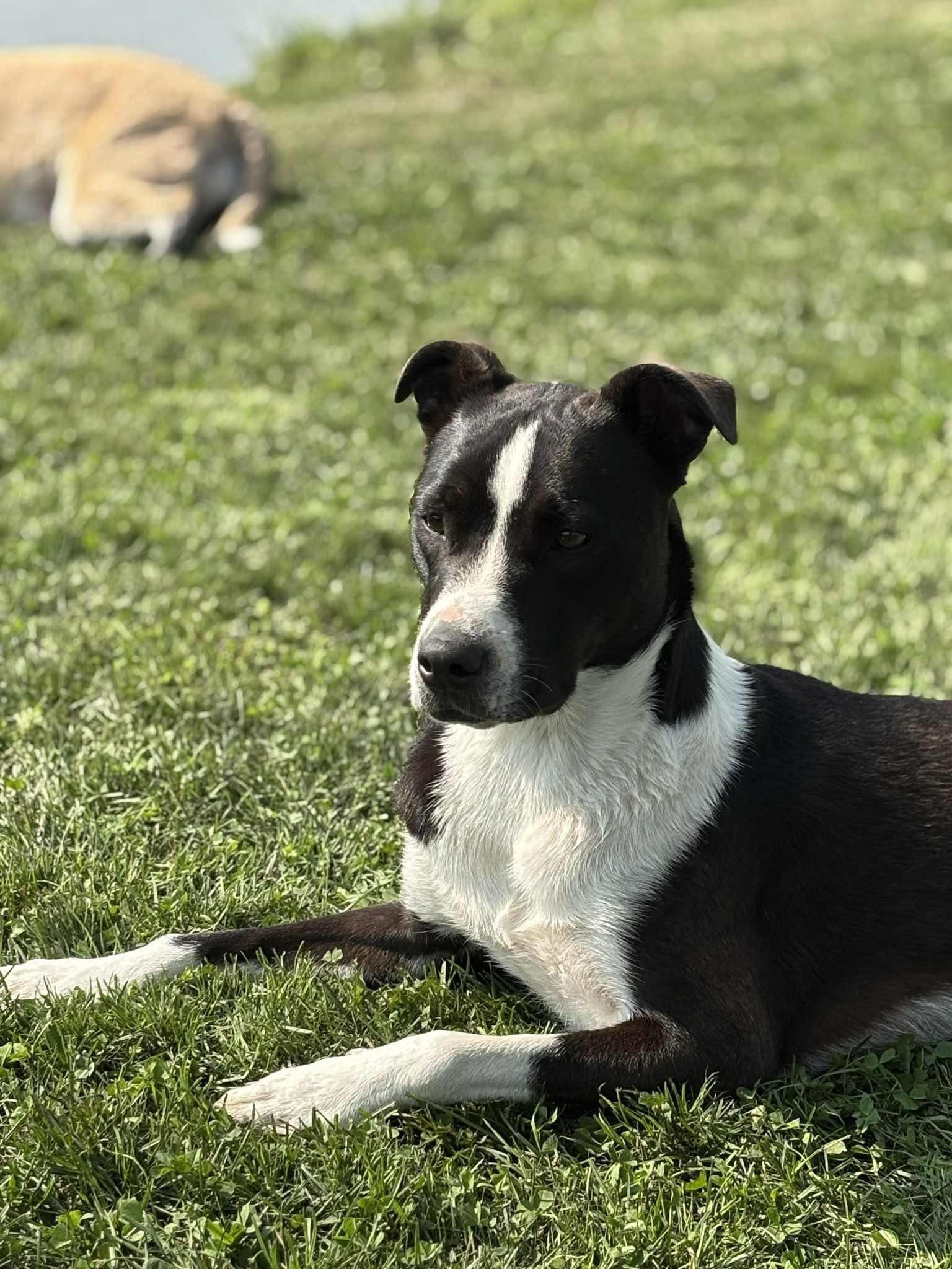 Miggs, a Adoptable Mixed Breed in Watertown, WI image 2/4