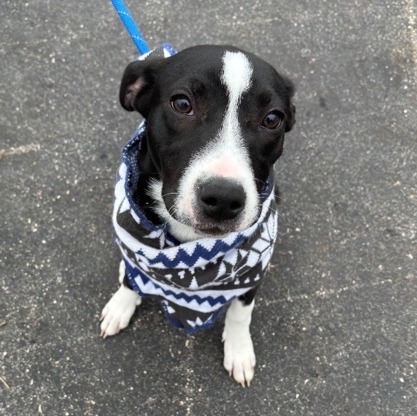 Miggs, an adoptable Mixed Breed in Watertown, WI, 53094 | Photo Image 5