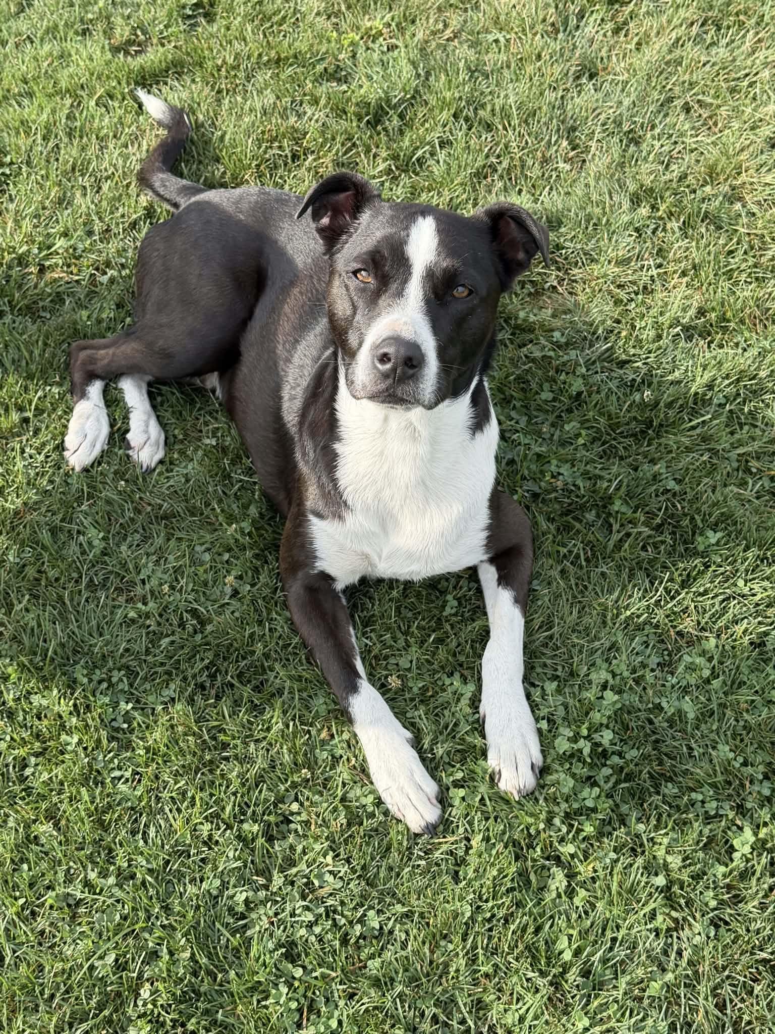 Miggs, Adoptable, Adult Male Mixed Breed.