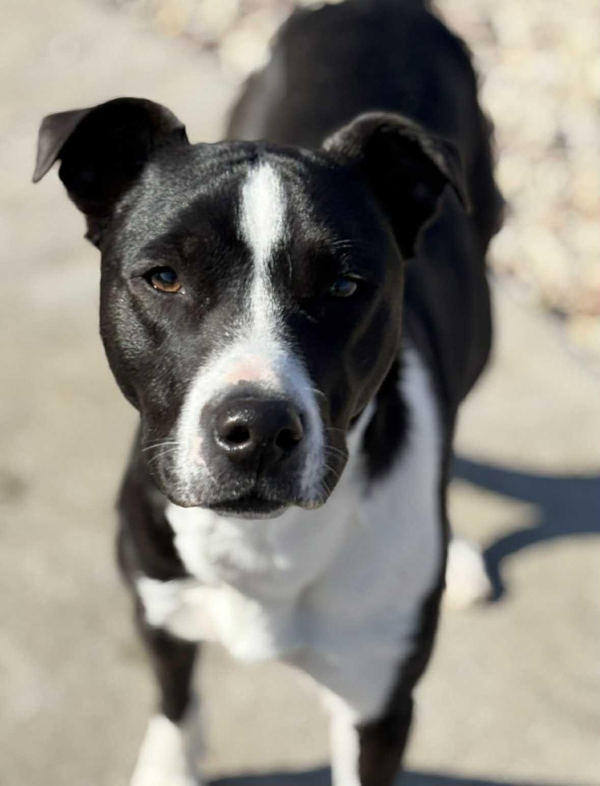 Miggs, Adoptable, Young Male Mixed Breed.