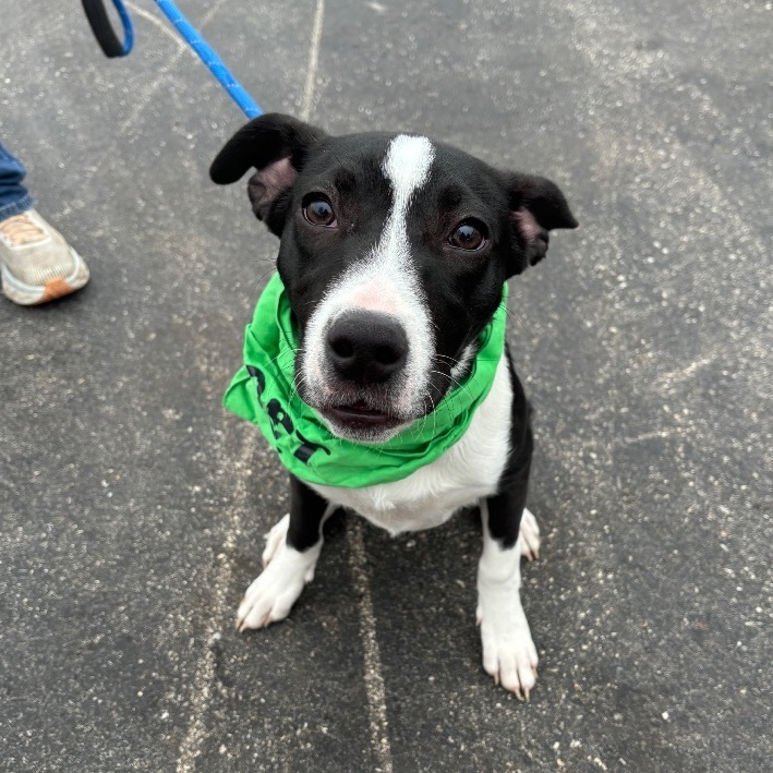 Miggs, an adoptable Mixed Breed in Watertown, WI, 53094 | Photo Image 6