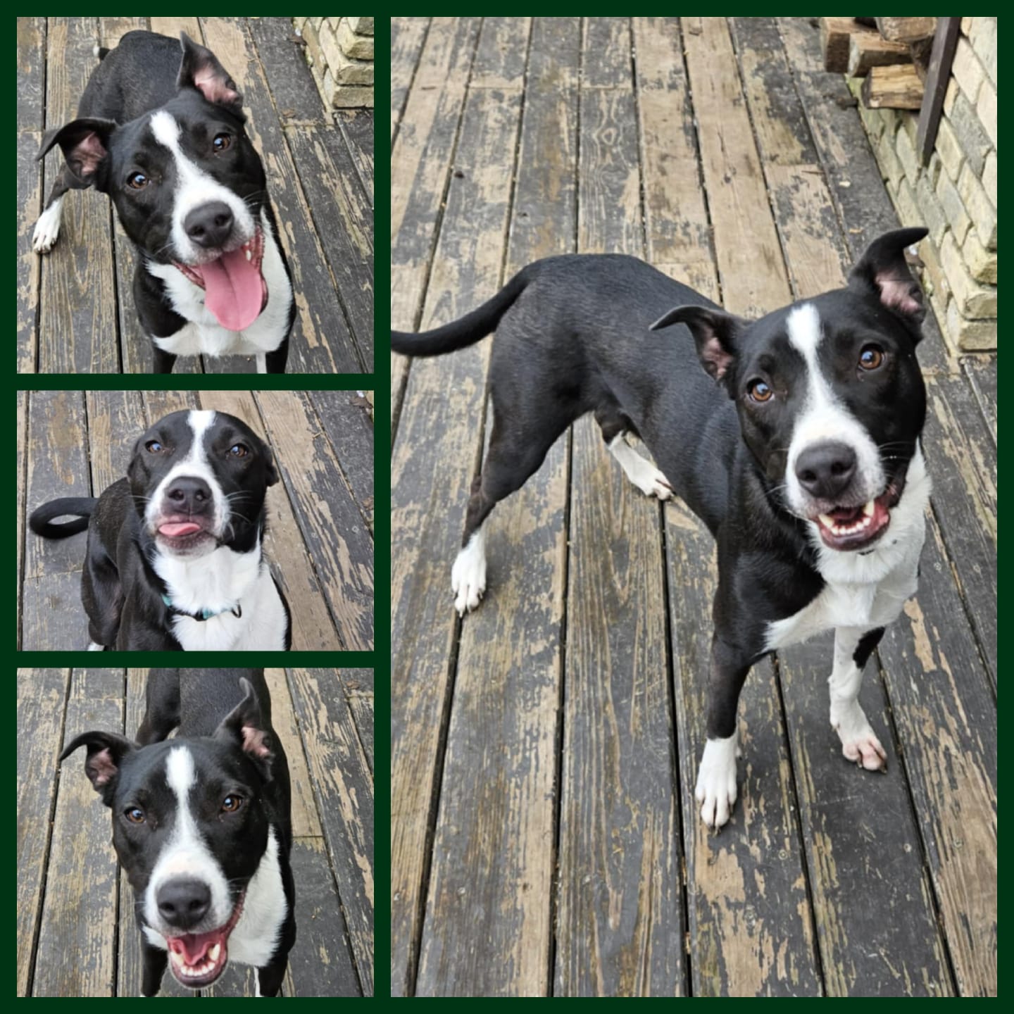 Miggs, an adoptable Mixed Breed in Watertown, WI, 53094 | Photo Image 2