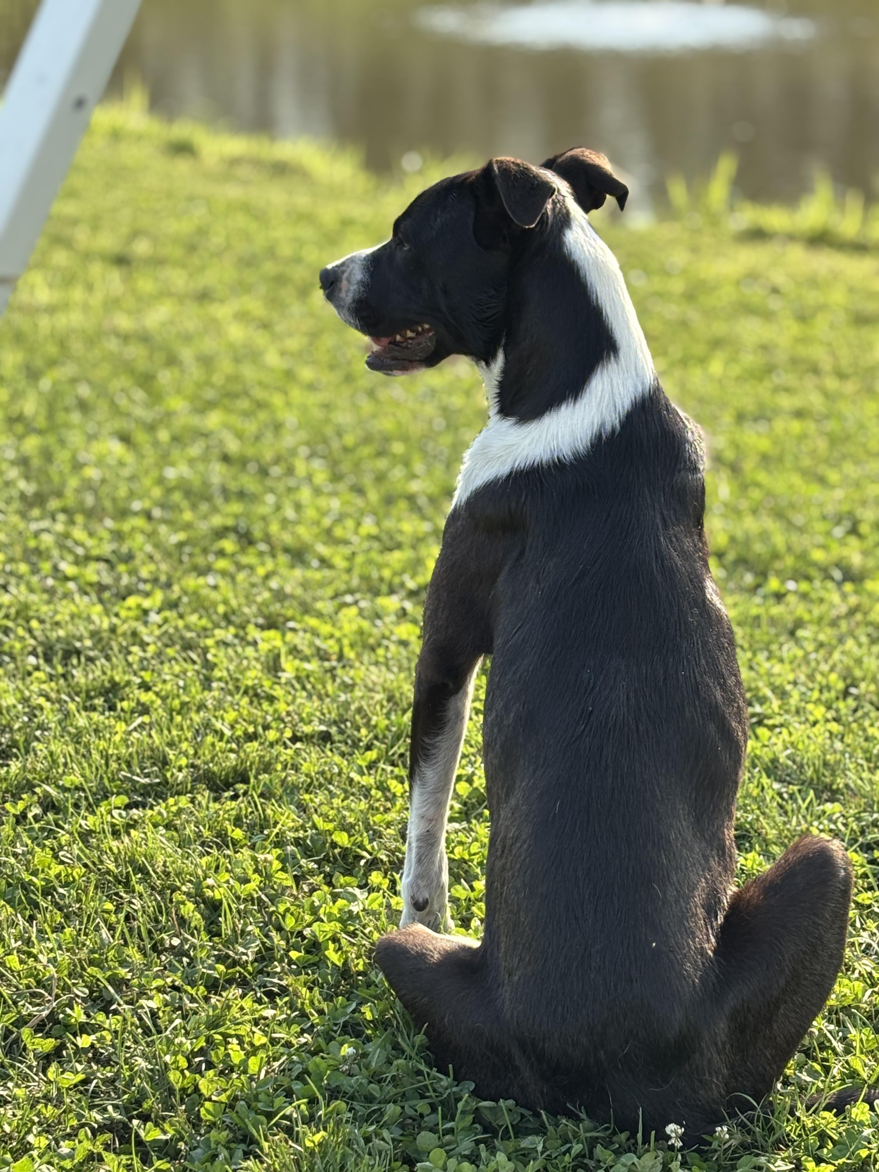 Miggs, a Adoptable Mixed Breed in Watertown, WI image 4/4