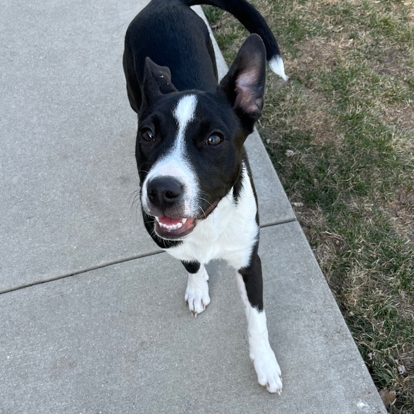 Miggs, an adoptable Mixed Breed in Watertown, WI, 53094 | Photo Image 1