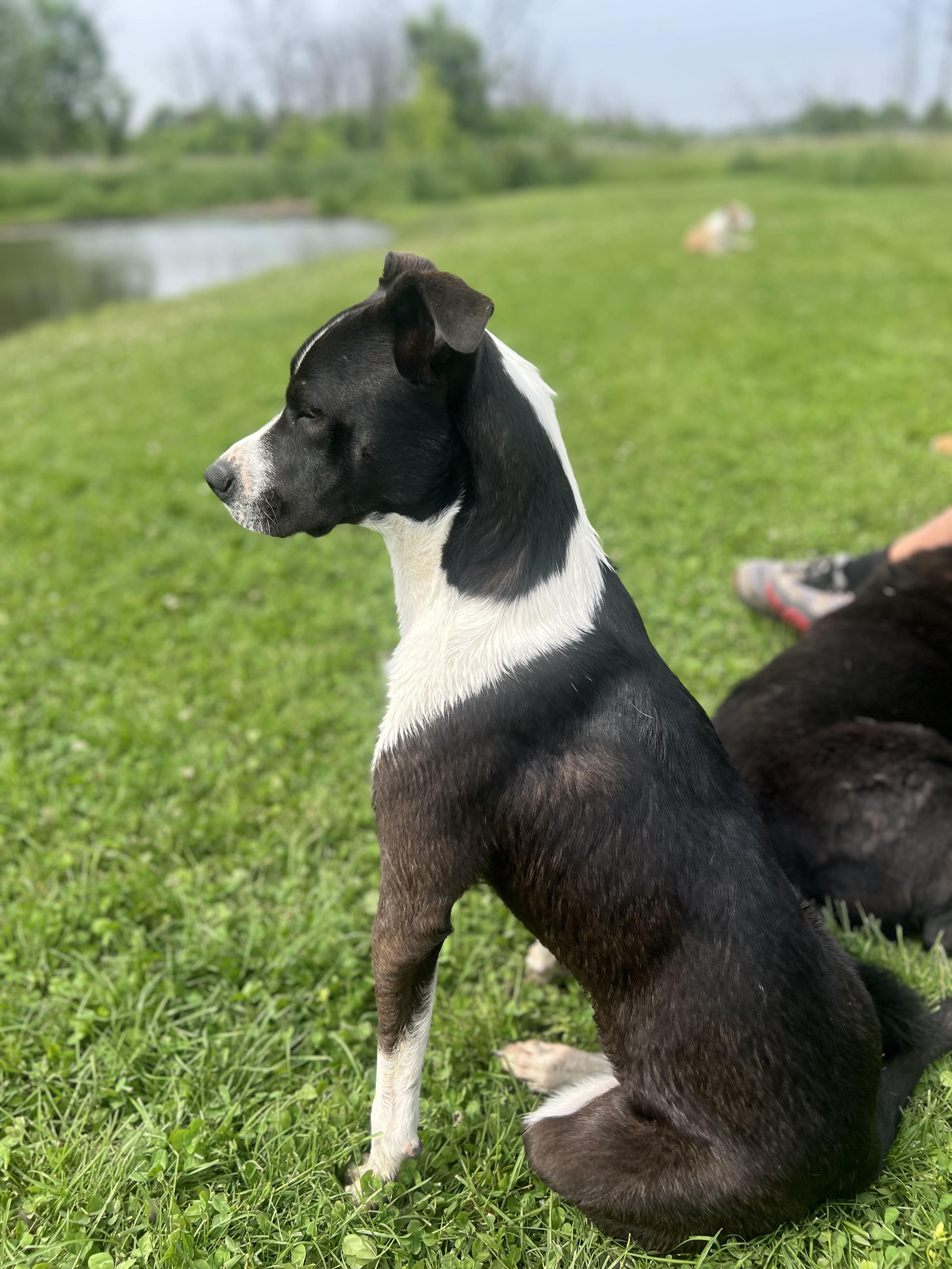 Miggs, a Adoptable Mixed Breed in Watertown, WI image 3/4