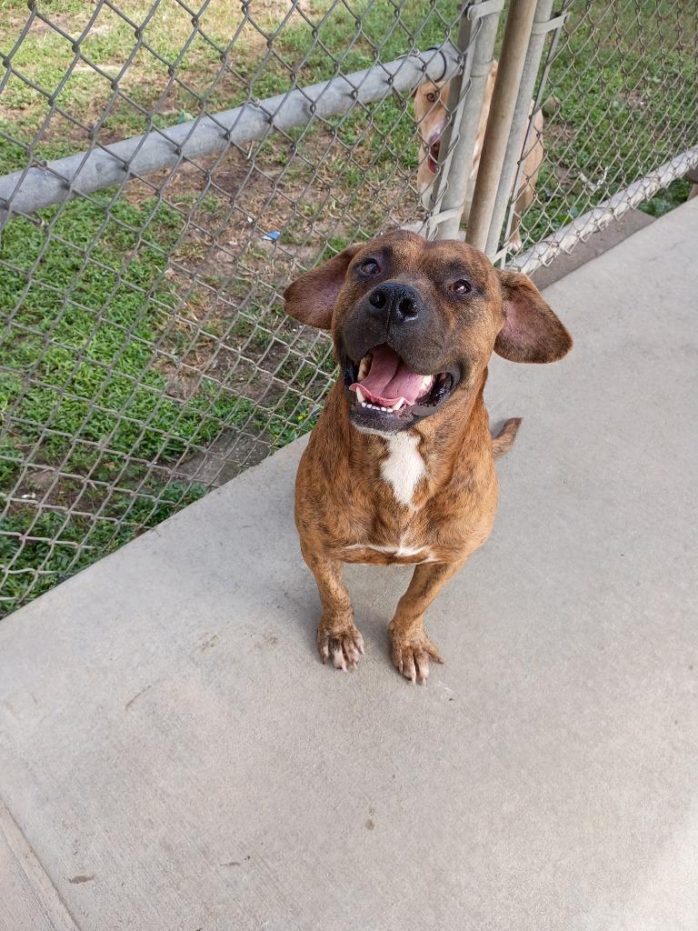 Enlarge Rod, a Adoptable mixed breed in Albany, GA image 2/6