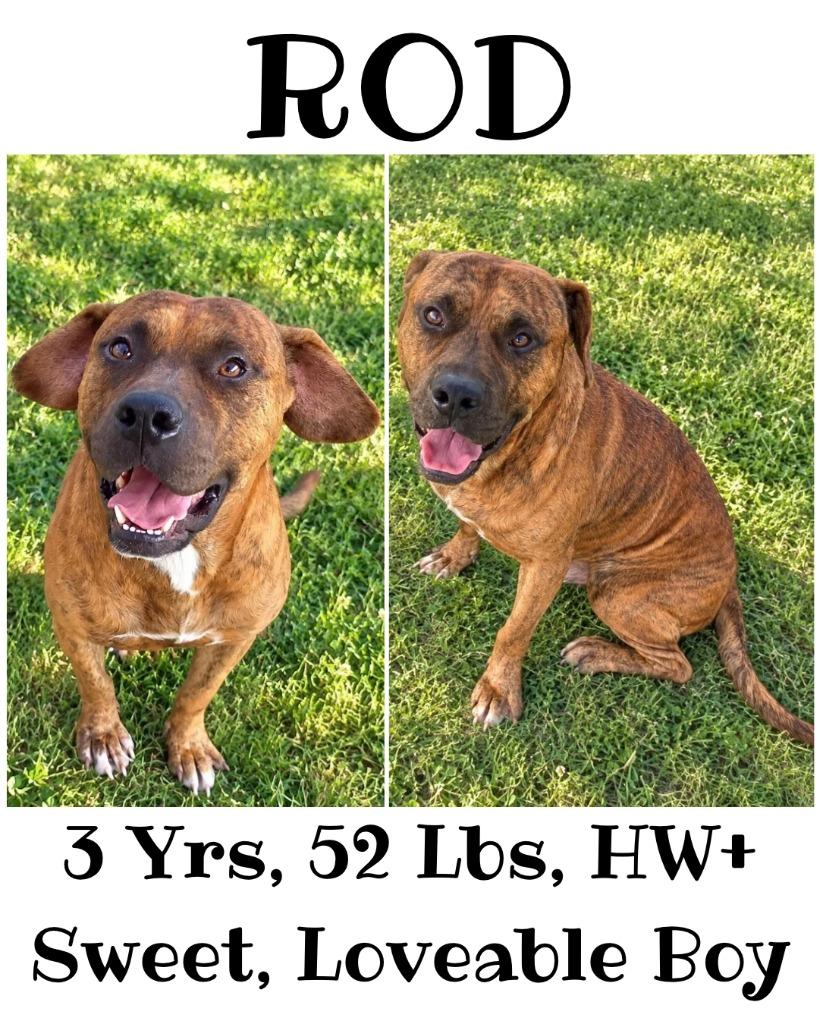Enlarge Rod, a Adoptable mixed breed in Albany, GA image 3/6