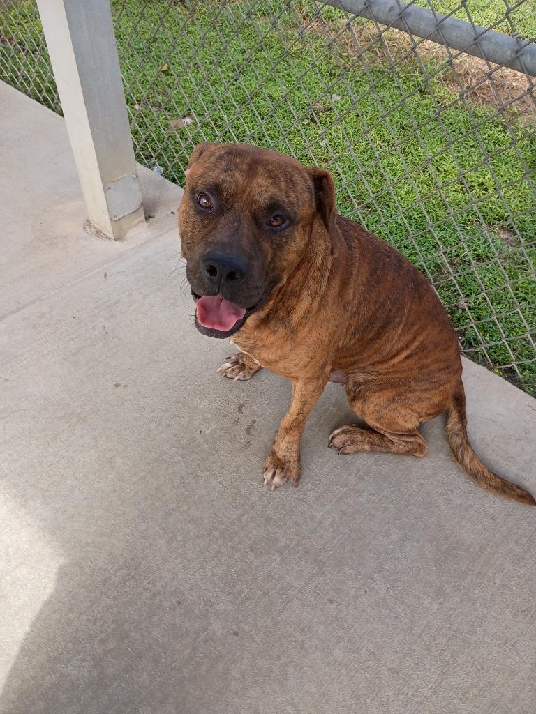 Enlarge Rod, a Adoptable mixed breed in Albany, GA image 4/6