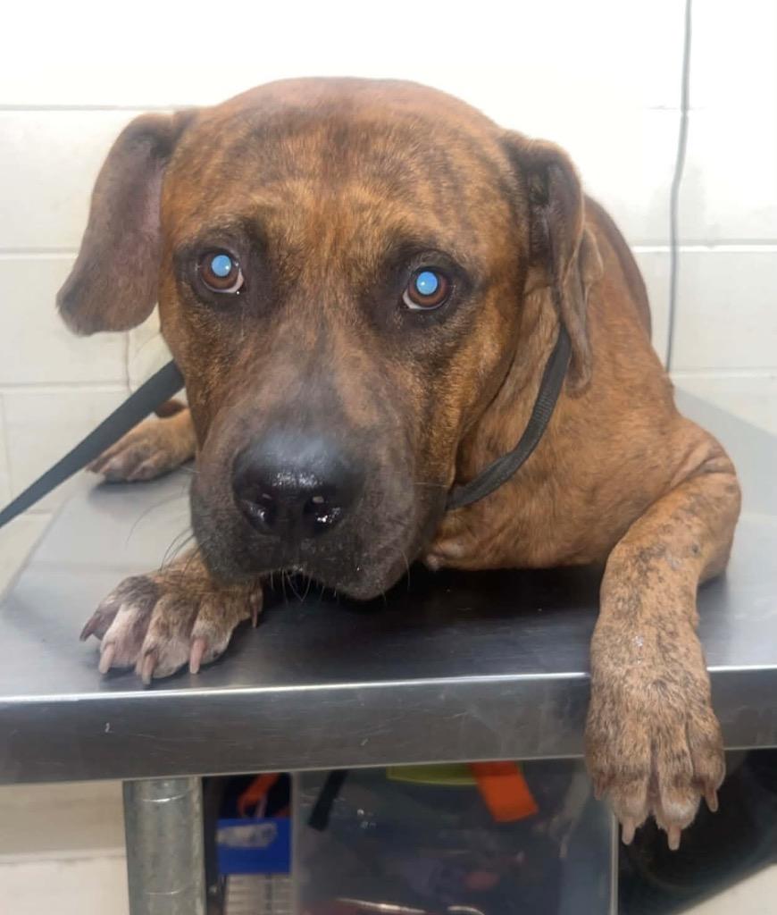 Enlarge Rod, a Adoptable mixed breed in Albany, GA image 6/6