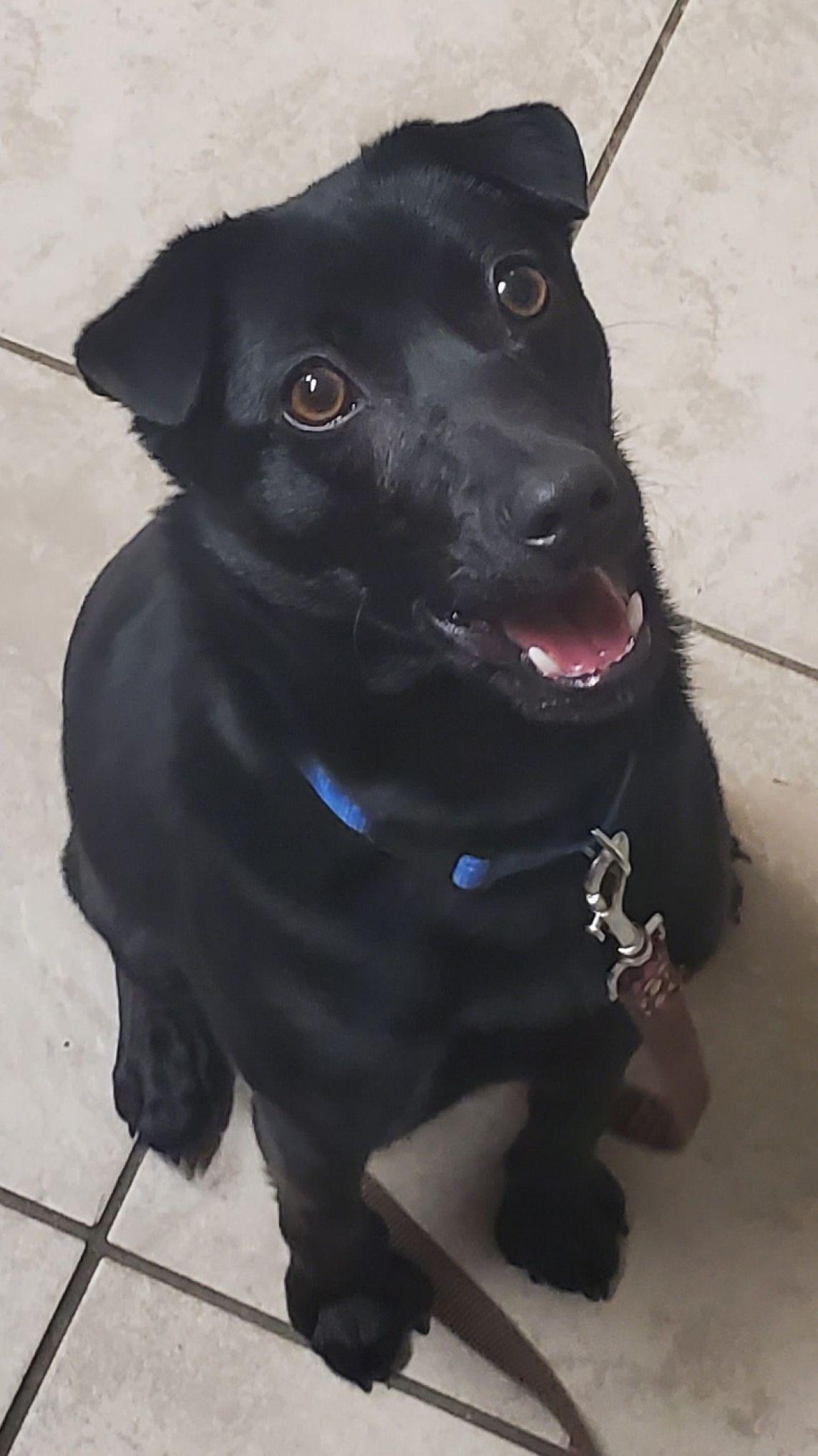 Enlarge Milo, a ADOPTABLE mixed breed in East Hartford, CT image 3/6