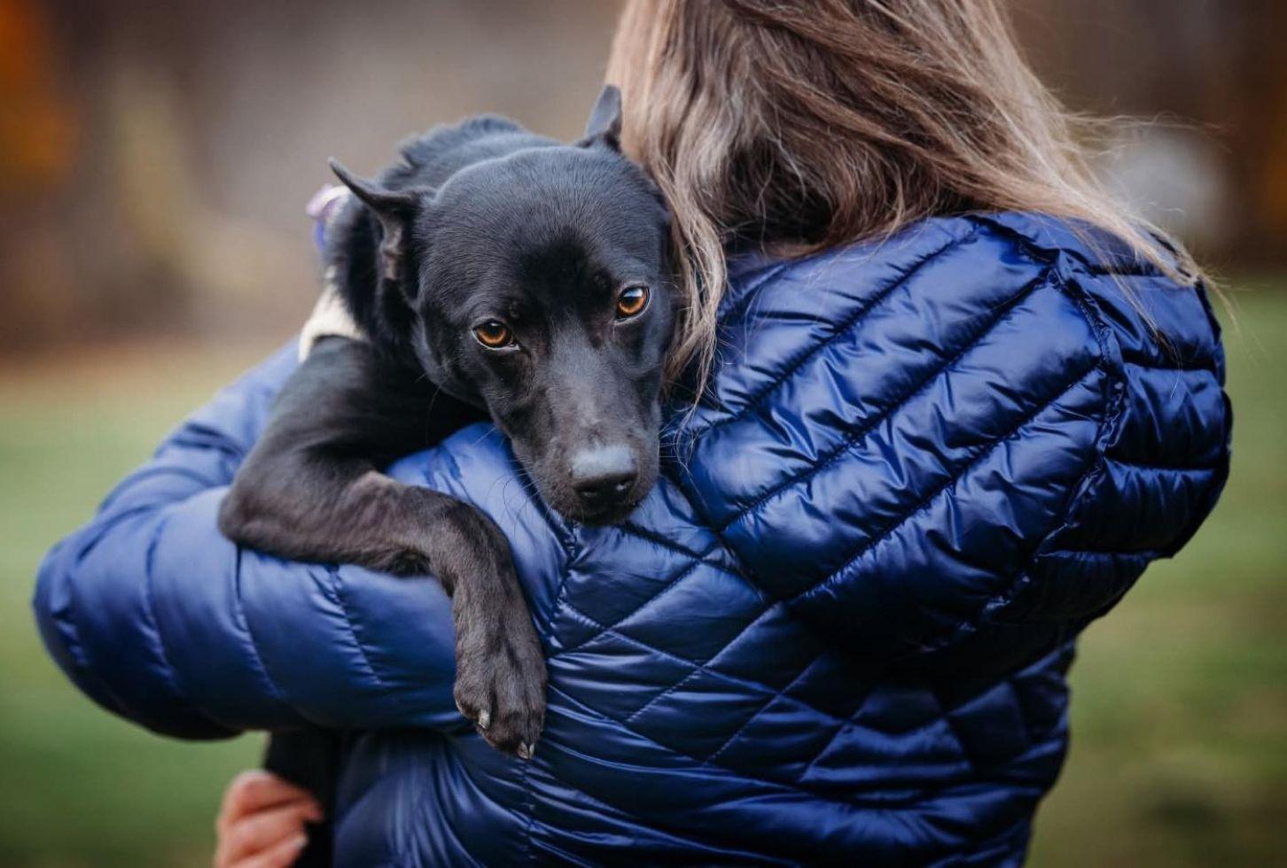 Enlarge Milo, a ADOPTABLE mixed breed in East Hartford, CT image 6/6