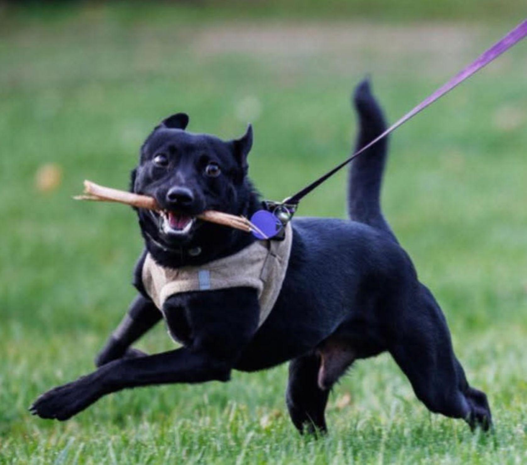 Enlarge Milo, a ADOPTABLE mixed breed in East Hartford, CT image 5/6