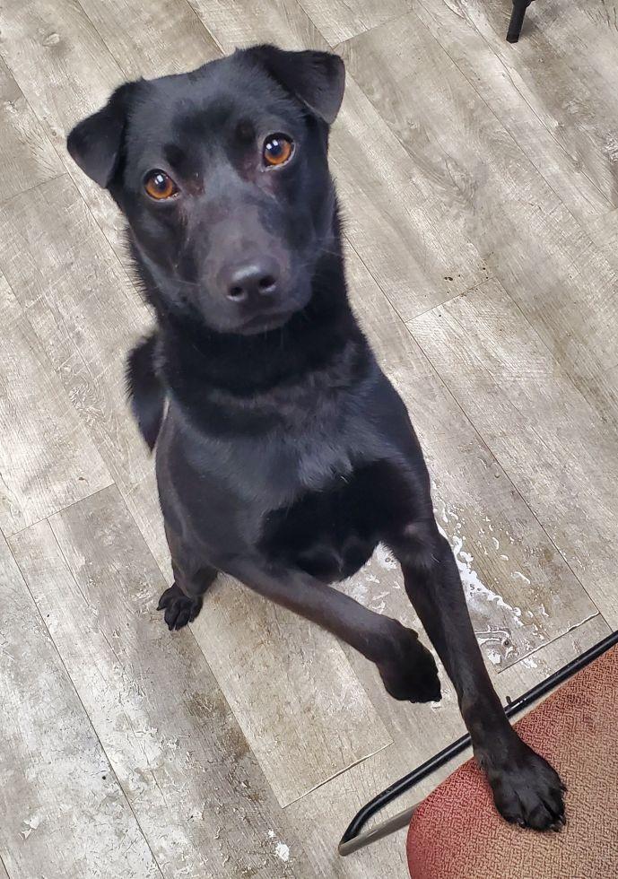 Enlarge Milo, a ADOPTABLE mixed breed in East Hartford, CT image 4/6