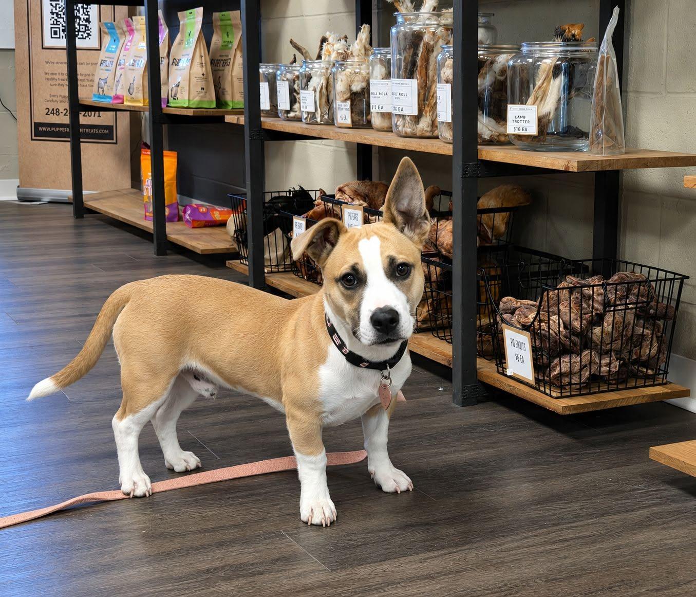 Enlarge Slinky, an adopted mixed breed in Oxford, MI image 3/6