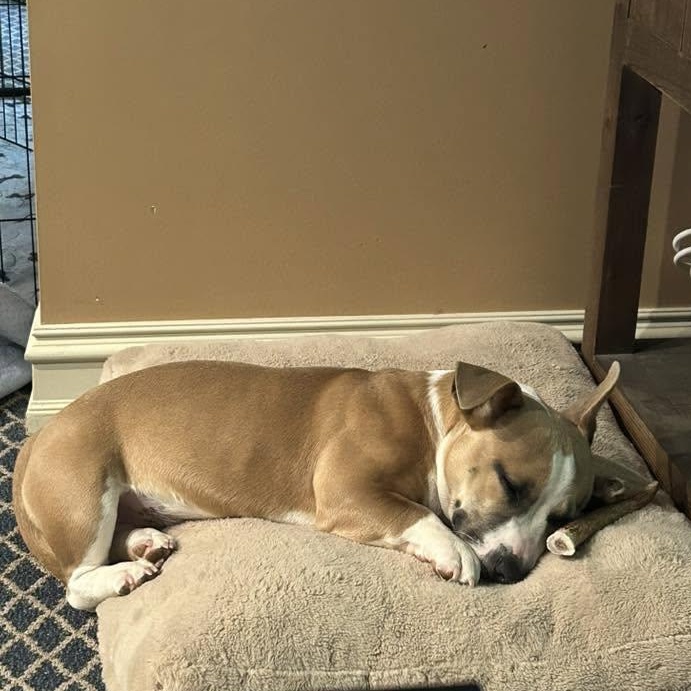 Enlarge Slinky, an adopted mixed breed in Oxford, MI image 5/6