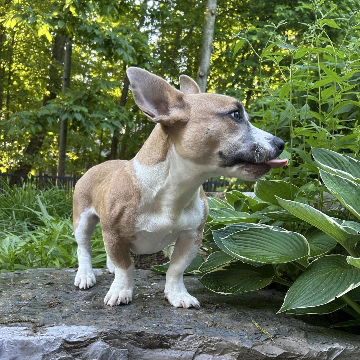Enlarge Slinky, an adopted mixed breed in Oxford, MI image 2/6