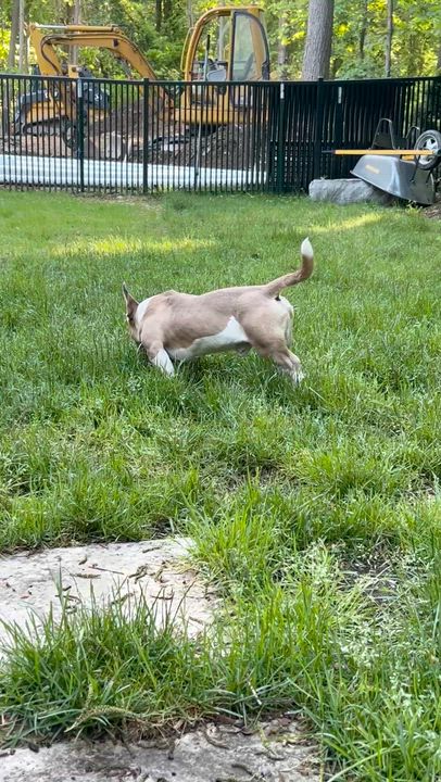 Enlarge Slinky, an adopted mixed breed in Oxford, MI video 6/6