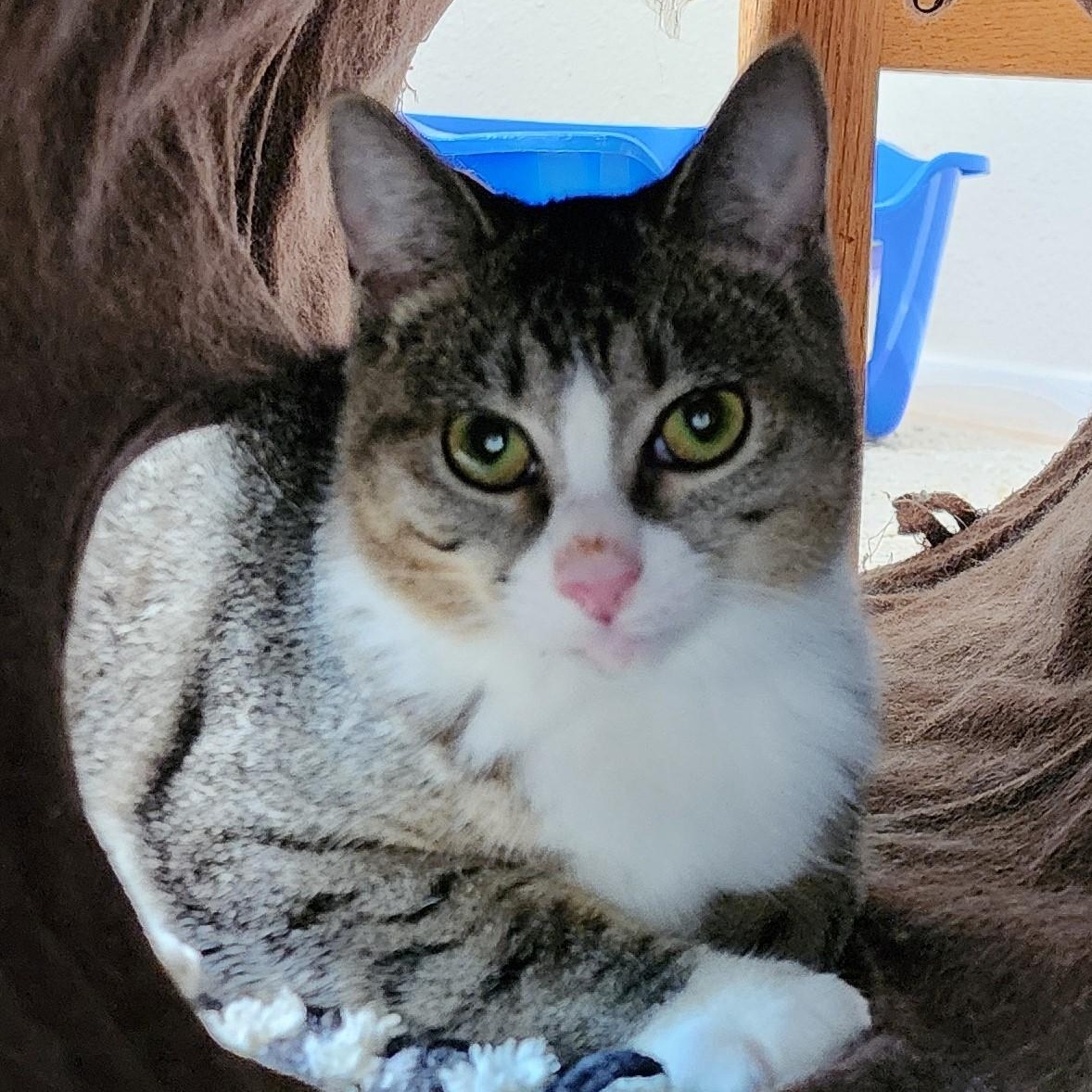 Martie - Wobbly - Very Loving, a Adoptable mixed breed in Hoquiam, WA image 6/6