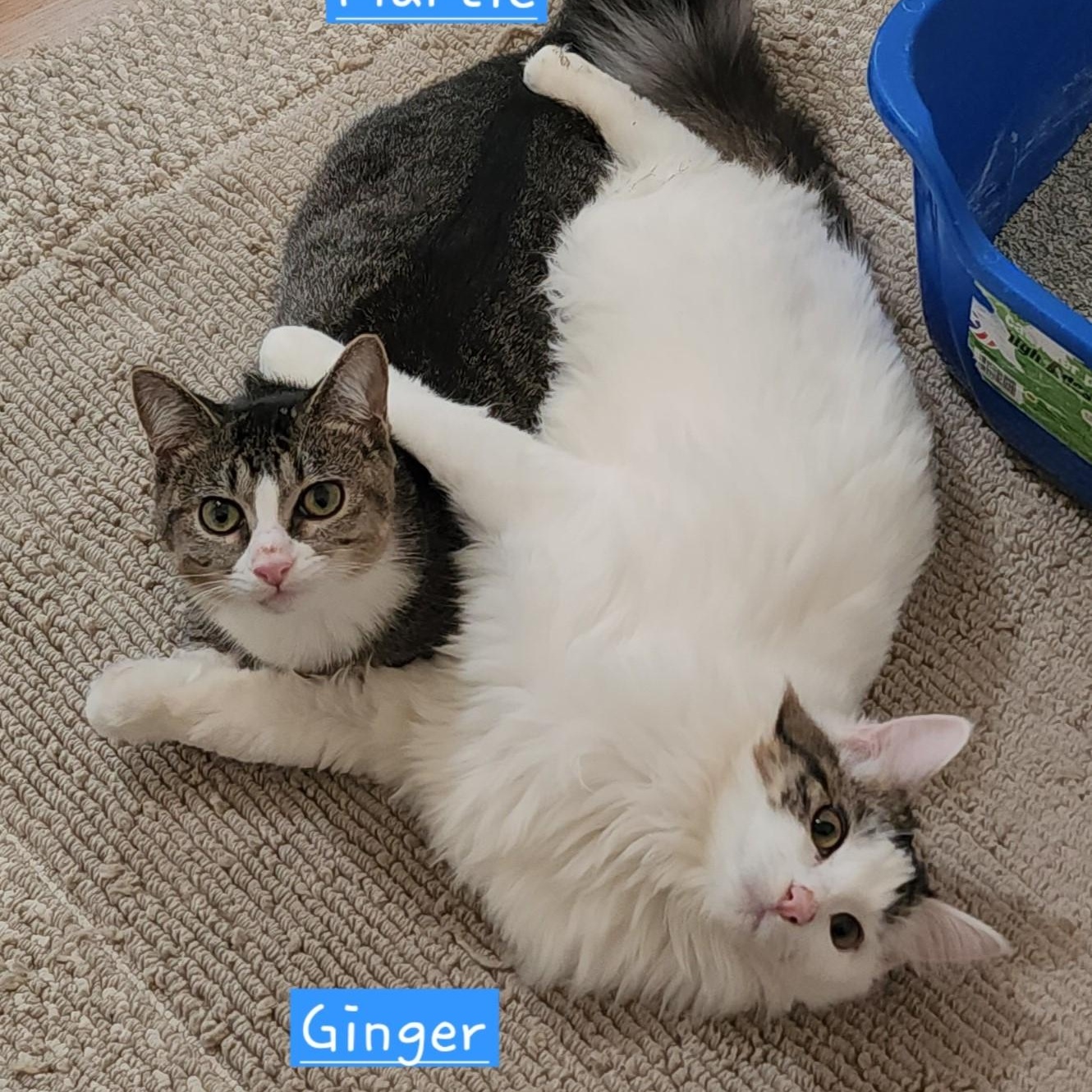 Martie - Wobbly - Very Loving