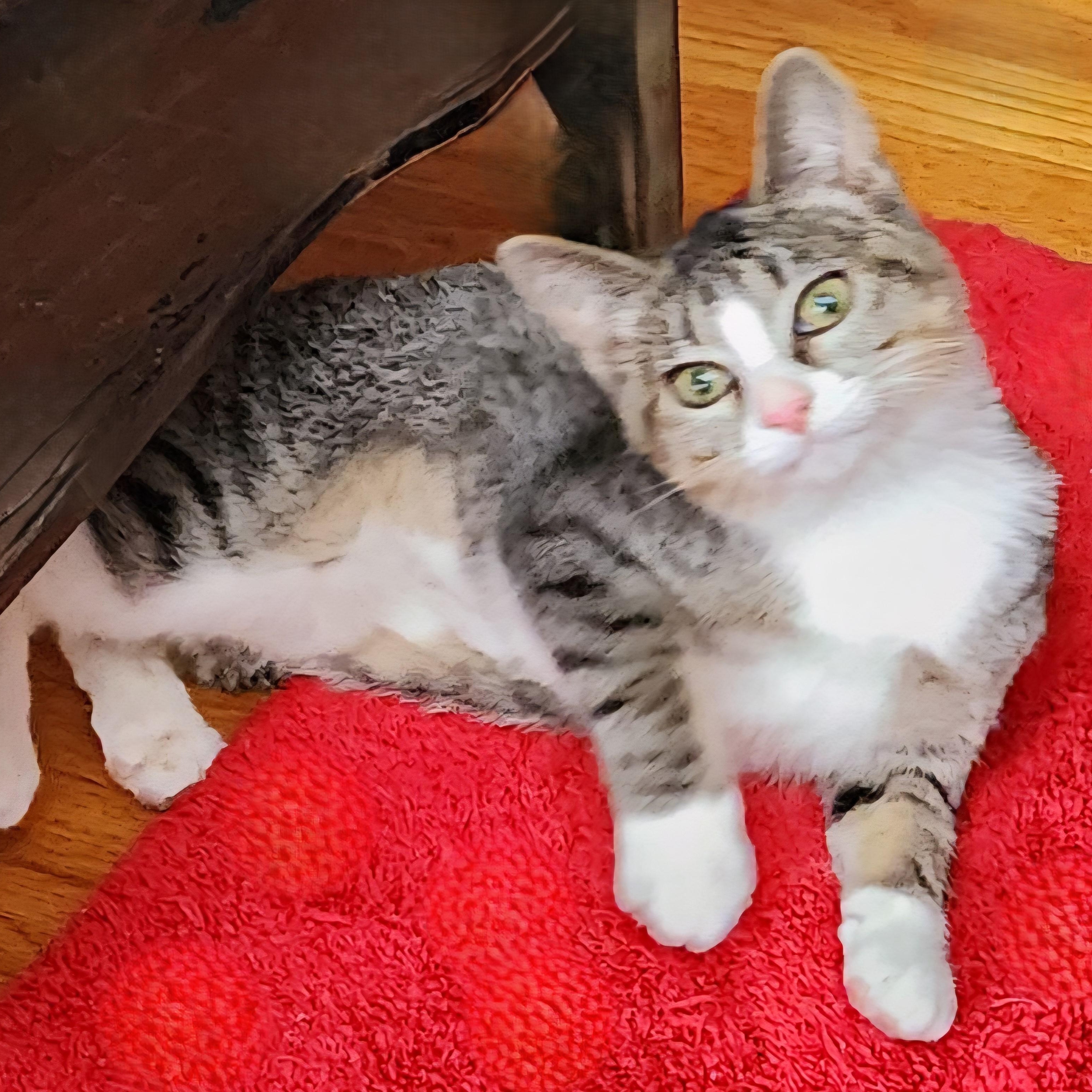 Martie - Wobbly - Very Loving, a Adoptable mixed breed in Hoquiam, WA image 5/6