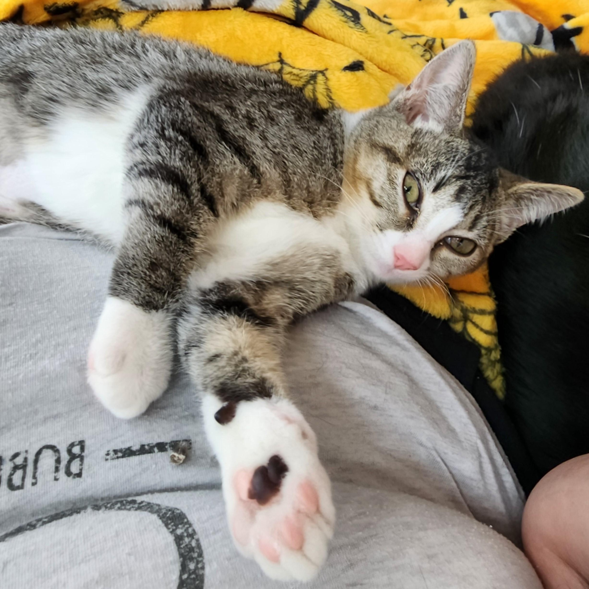 Martie - Wobbly - Very Loving, a Adoptable mixed breed in Hoquiam, WA image 4/6