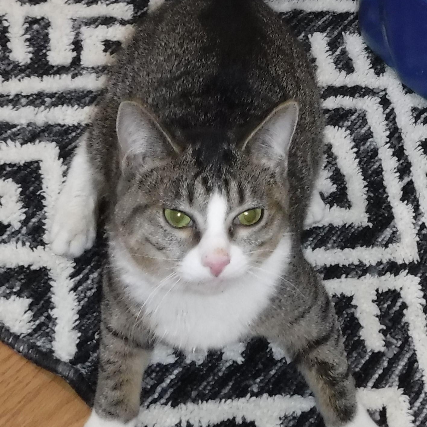 Martie - Wobbly - Very Loving, Adoptable, Young Female Tabby.