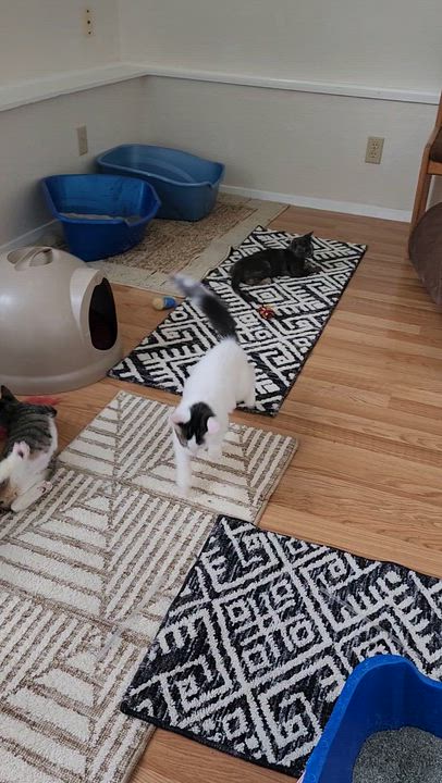 Enlarge Martie - Wobbly - Very Loving, a Adoptable mixed breed in Hoquiam, WA video 3/6