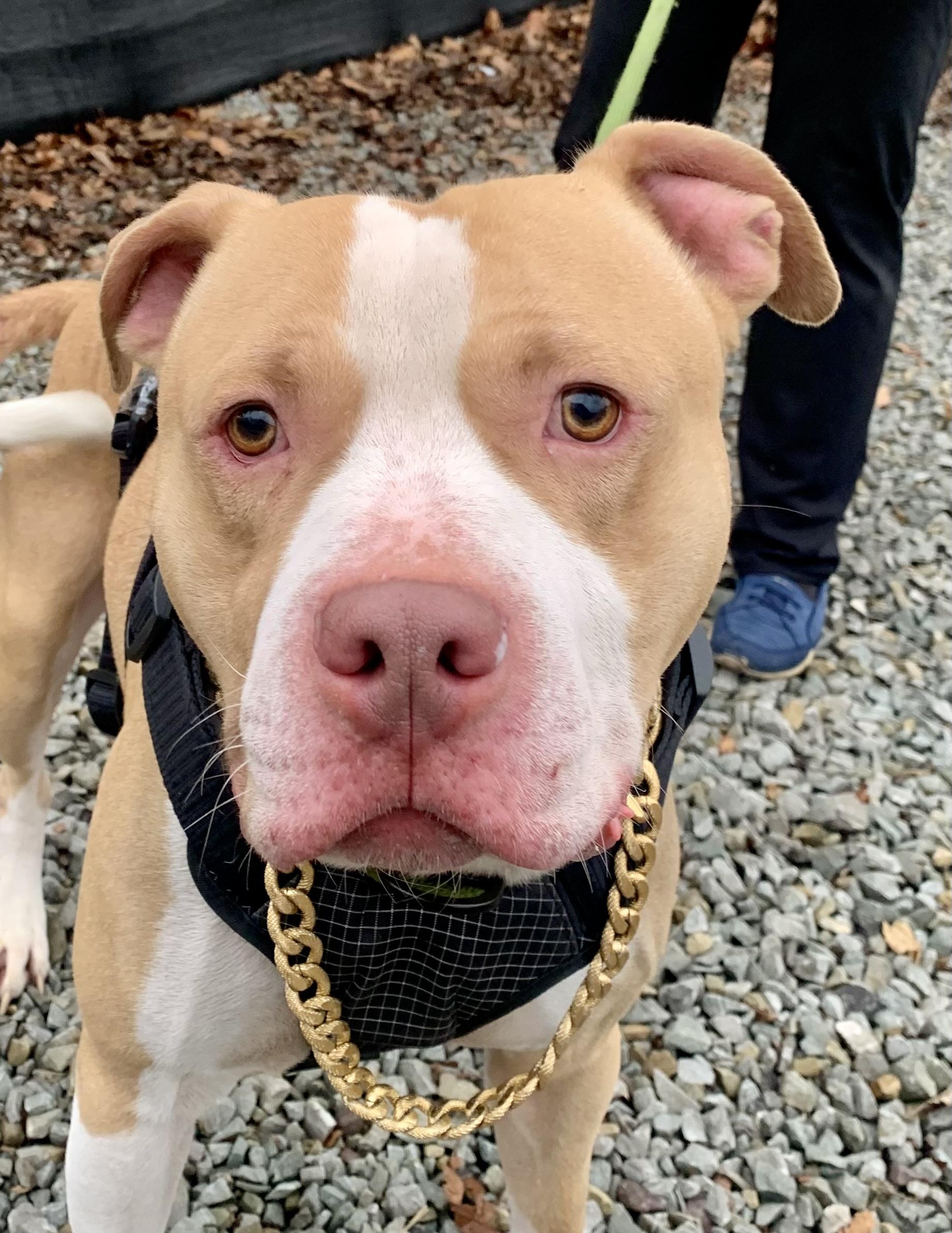 Mr T, ADOPTABLE, Adult Male American Bulldog.