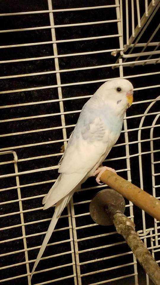 Enlarge Princess Ice, a Adopted Parakeet (Other) in Pittsburgh, PA image 1/1