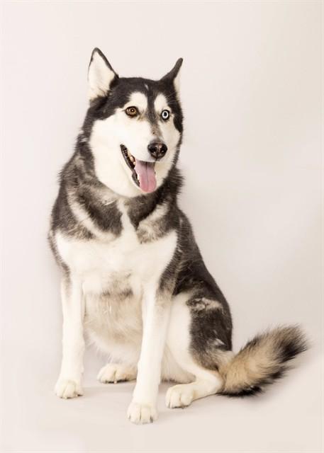 NOVA, Adoptable, Adult Female Siberian Husky.