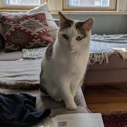 Dodgy, Adoptable, Senior Male Domestic Short Hair.