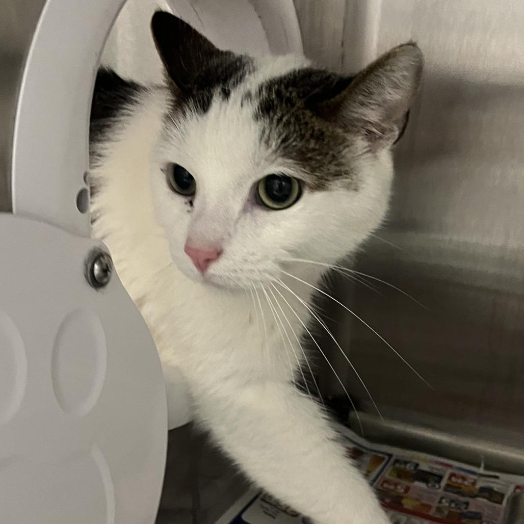 Dodgy, Adoptable, Senior Male Domestic Short Hair.