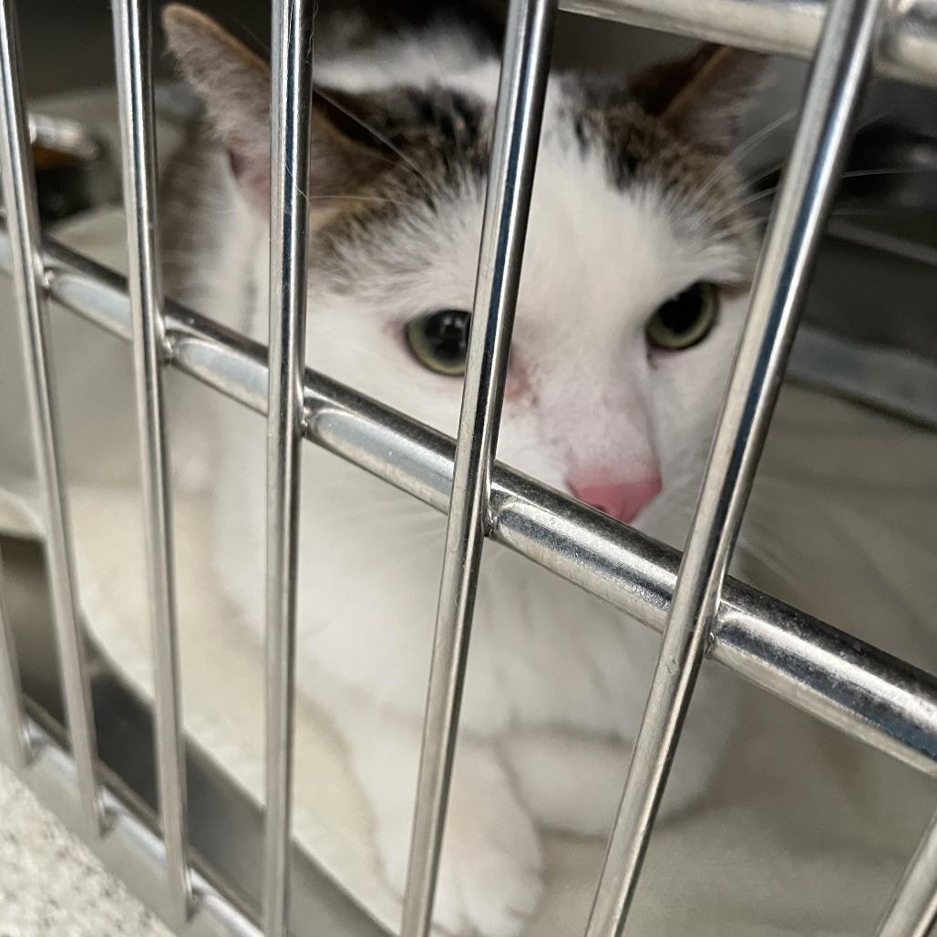 Enlarge Dodgy, a Adoptable Domestic Short Hair in Oak Park, IL image 2/5