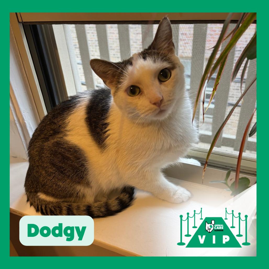 Enlarge Dodgy, a Adoptable Domestic Short Hair in Oak Park, IL image 3/5