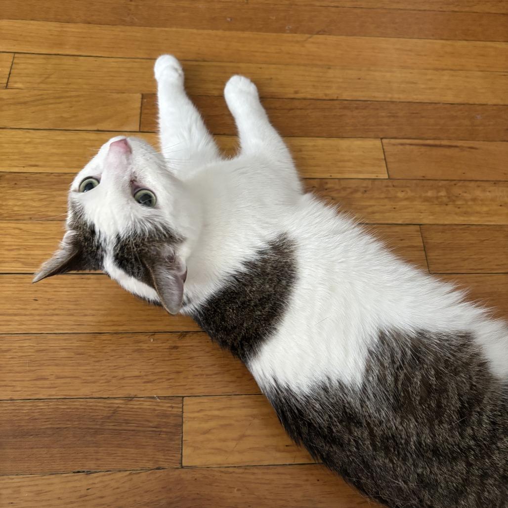 Enlarge Dodgy, a Adoptable Domestic Short Hair in Oak Park, IL image 4/5