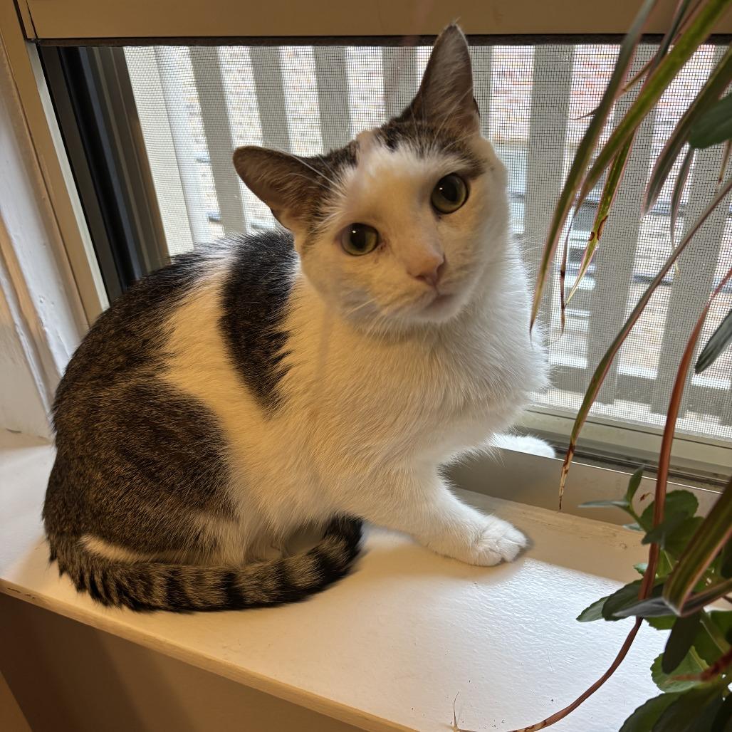 Enlarge Dodgy, a Adoptable Domestic Short Hair in Oak Park, IL image 5/5