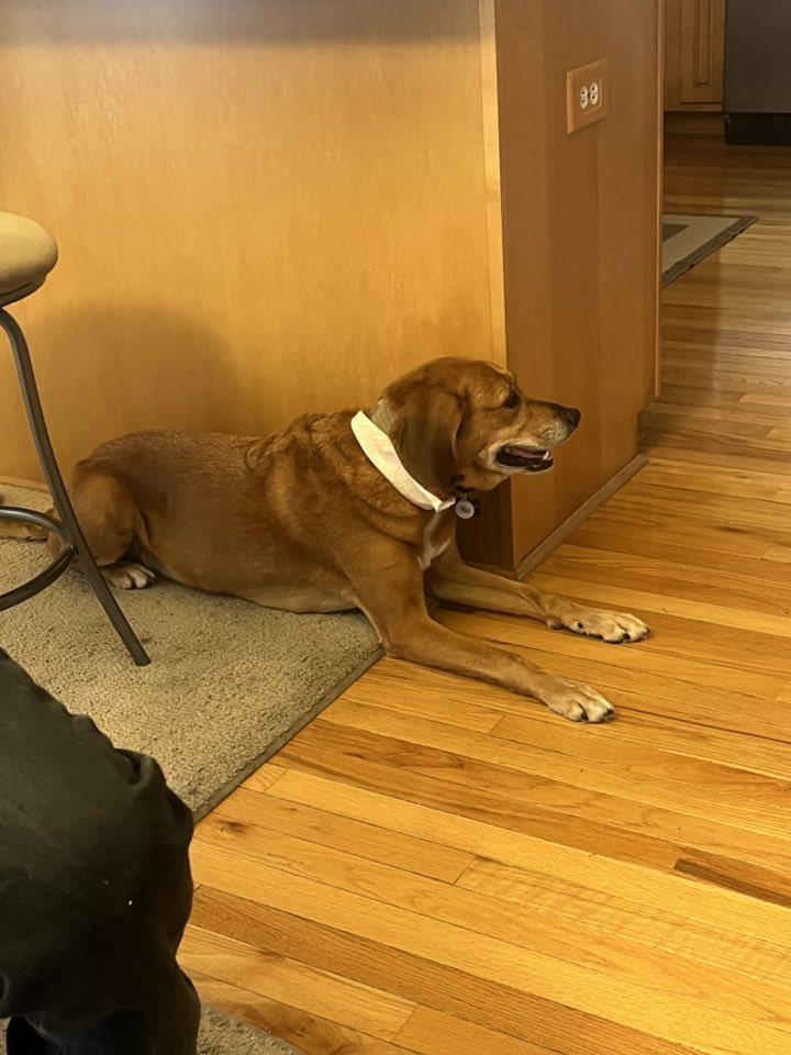 JERSEY- Need a forever home!!